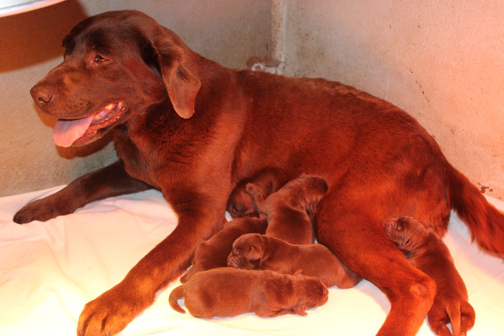 Des Plaines Panielloises - Chiot disponible  - Labrador Retriever