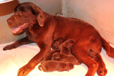 Des Plaines Panielloises - Labrador Retriever - Portée née le 06/06/2024