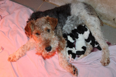 Des Plaines Panielloises - Fox Terrier Poil Dur - Portée née le 15/05/2024