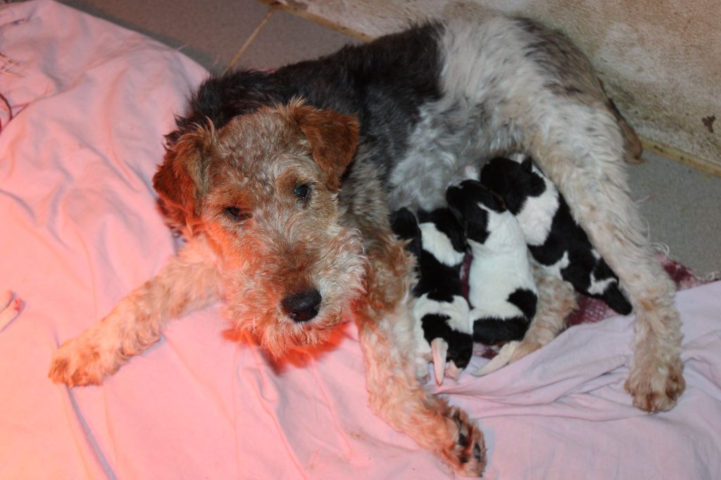 Des Plaines Panielloises - Chiot disponible  - Fox Terrier Poil Dur