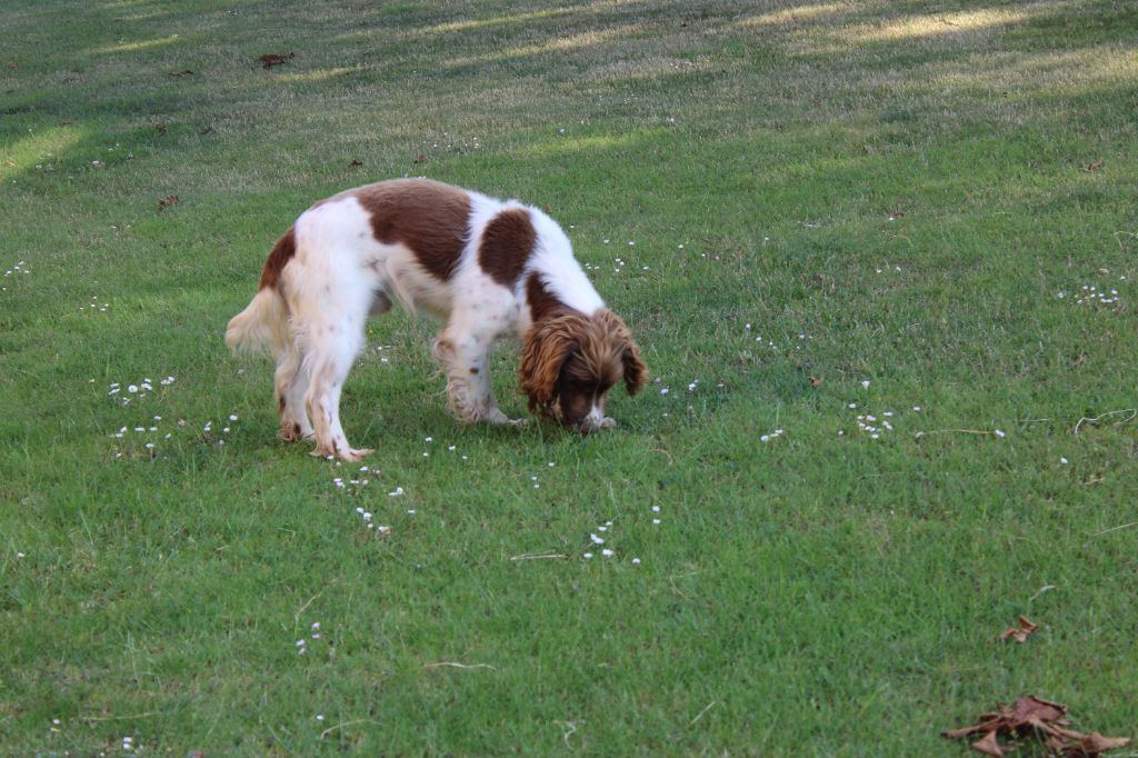 Sologne Hunters's Nicky