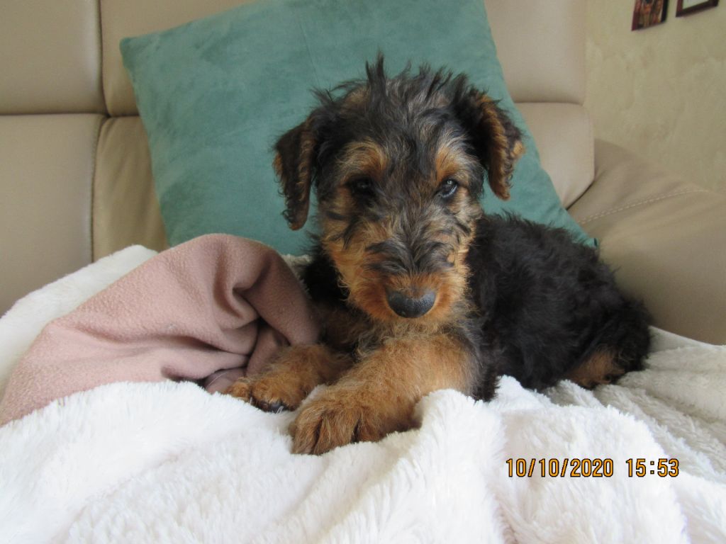 CHIOT AIREDALE TERRIER MALE LOF de 13 semaines