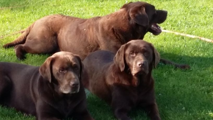 CHIOTS LABRADOR CHOCOLAT LOF