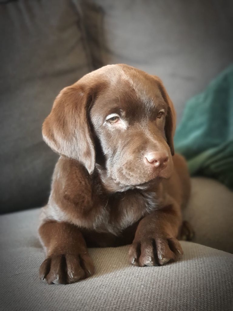 Des Plaines Panielloises - Chiots disponibles - Labrador Retriever