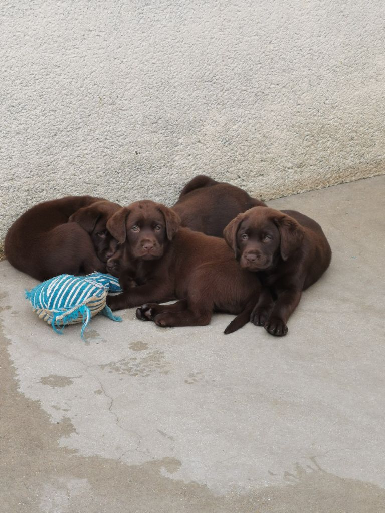 Des Plaines Panielloises - Chiots disponibles - Labrador Retriever