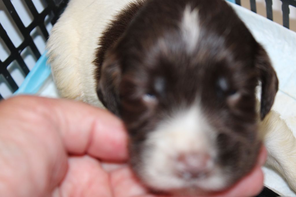 Des Plaines Panielloises - Chiots disponibles - English Springer Spaniel
