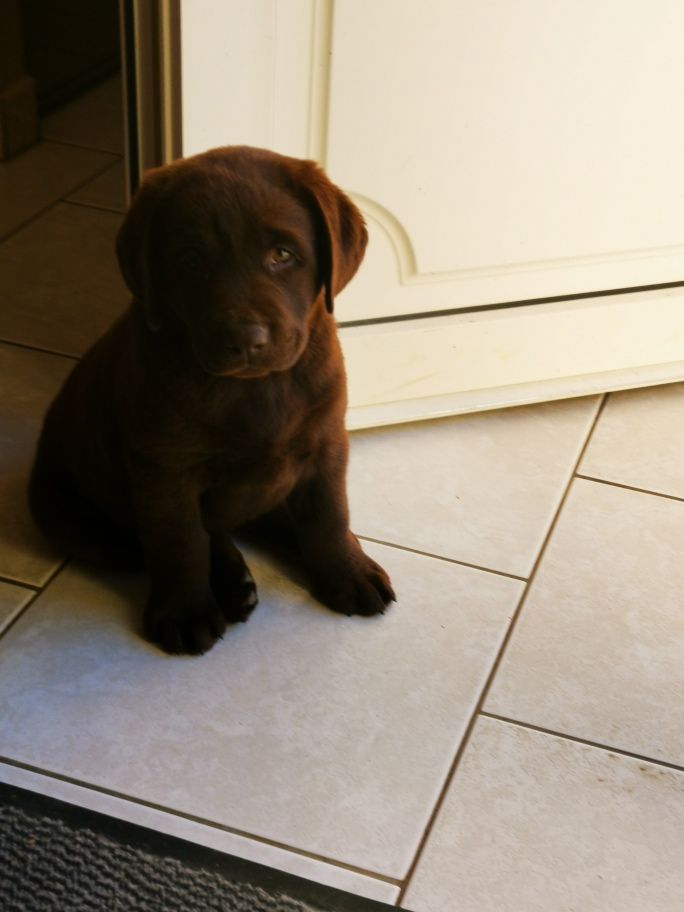 Des Plaines Panielloises - Chiots disponibles - Labrador Retriever