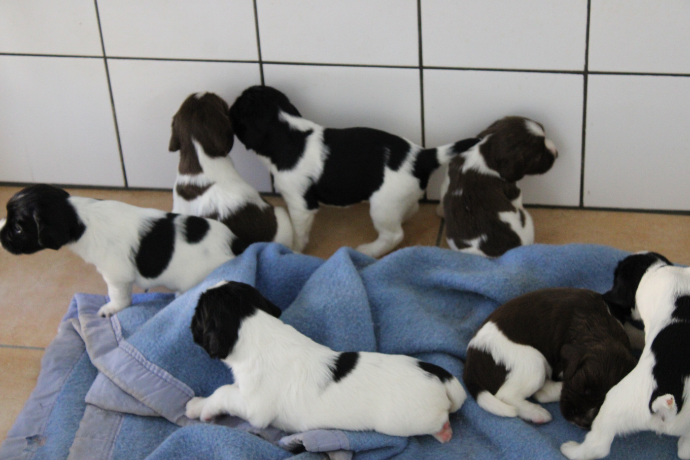Des Plaines Panielloises - English Springer Spaniel - Portée née le 27/07/2026