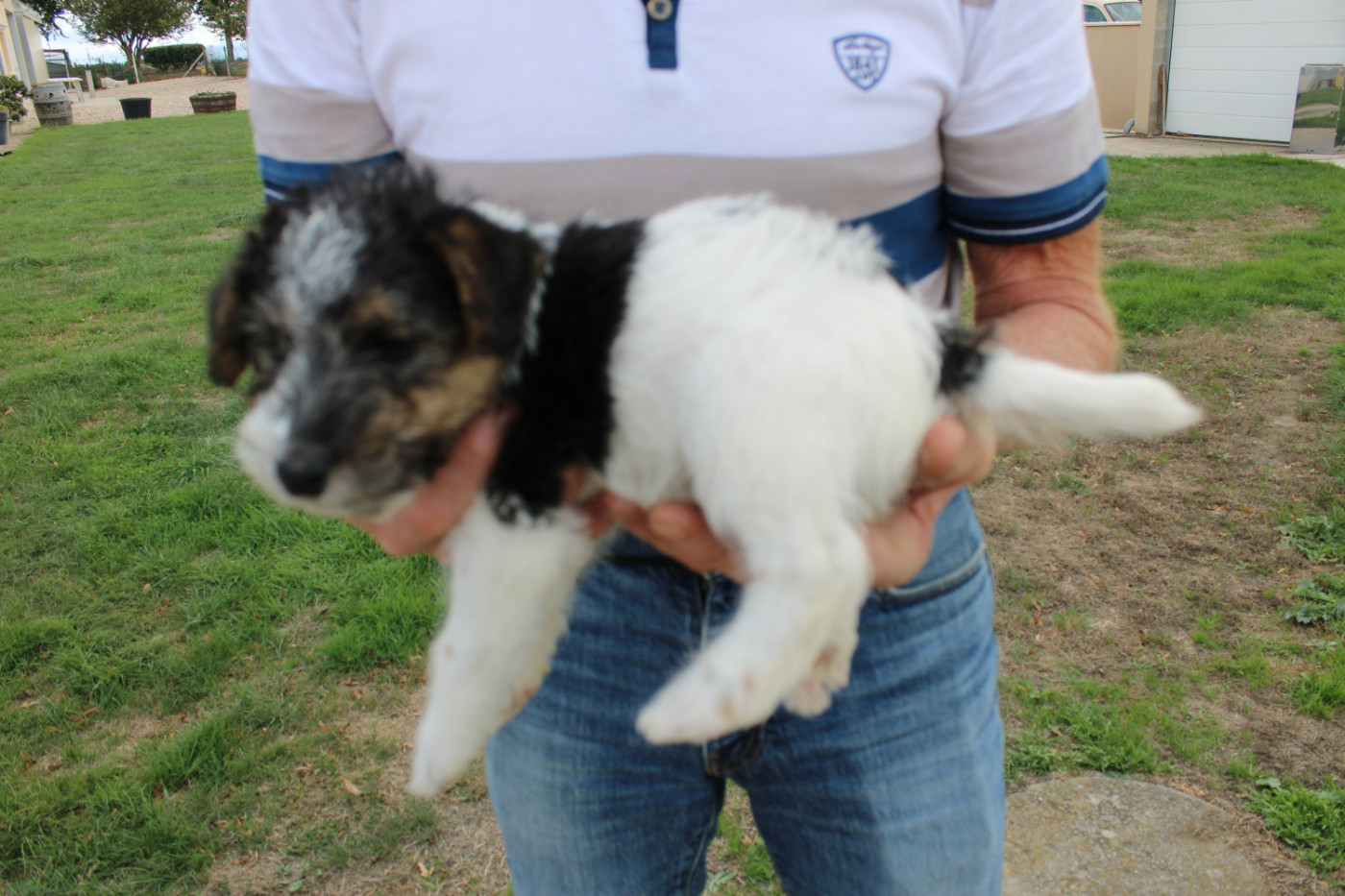Des Plaines Panielloises - Chiots disponibles - Fox Terrier Poil Dur