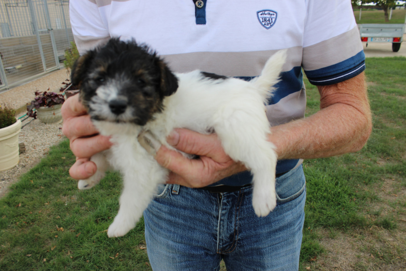 Des Plaines Panielloises - Chiots disponibles - Fox Terrier Poil Dur