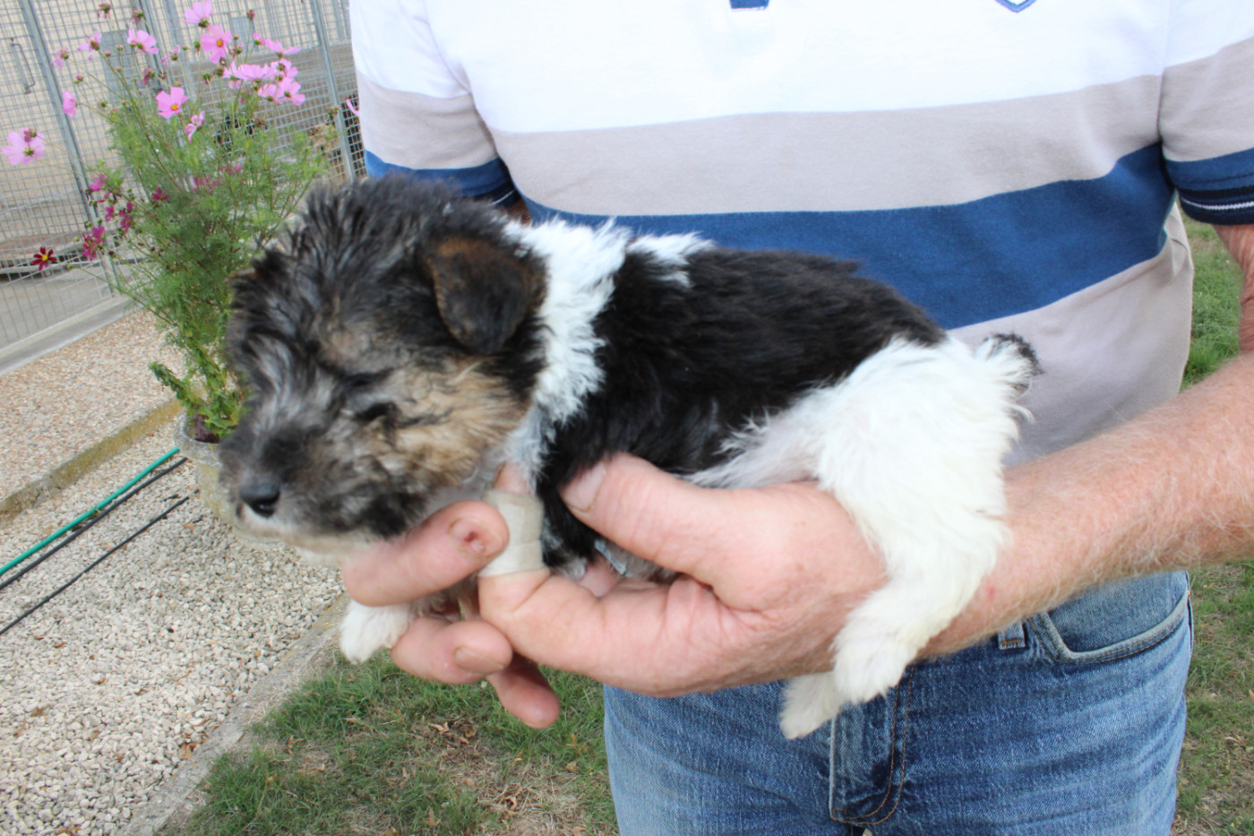 Des Plaines Panielloises - Chiots disponibles - Fox Terrier Poil Dur