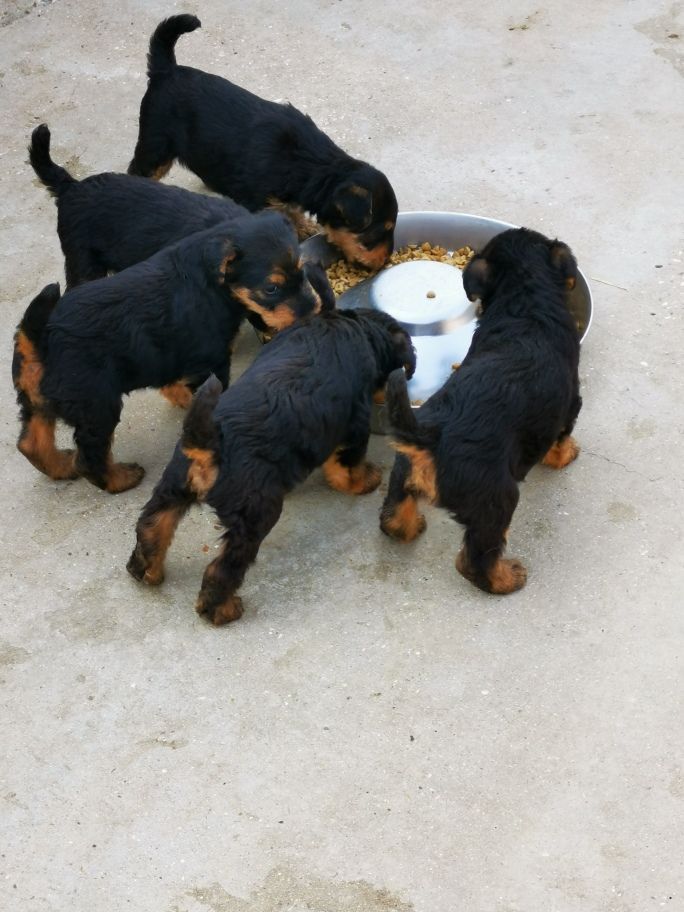 Des Plaines Panielloises - Airedale Terrier - Portée née le 05/08/2020