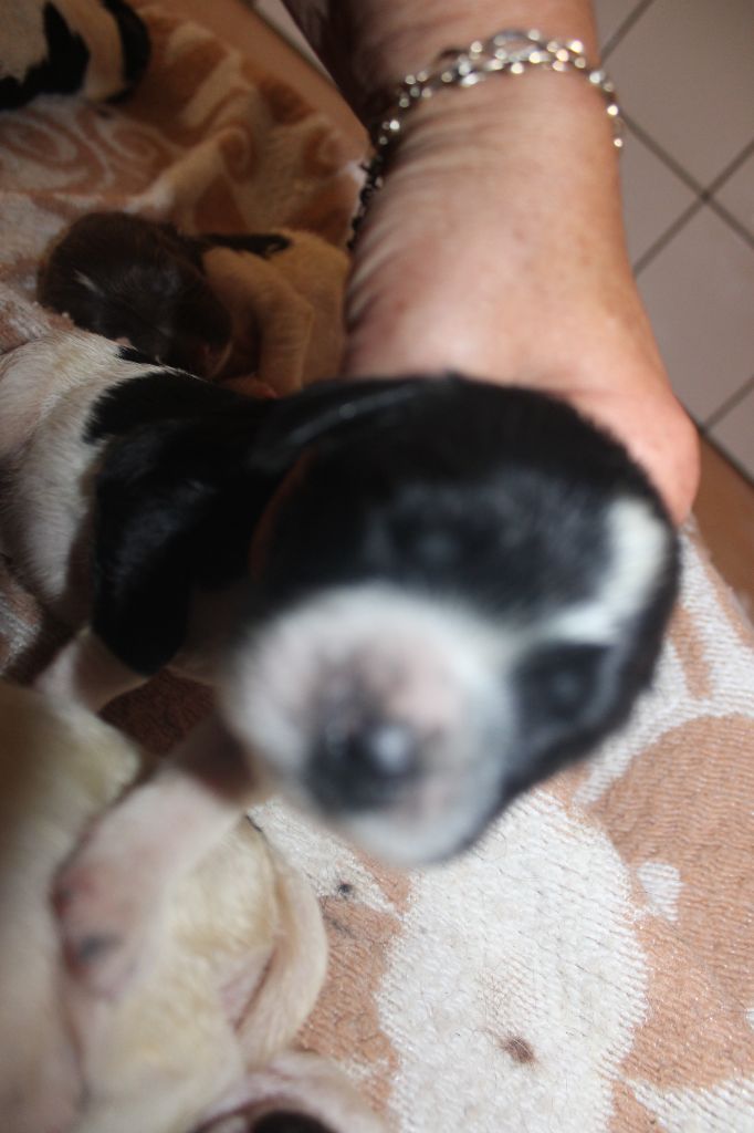 Des Plaines Panielloises - Chiots disponibles - English Springer Spaniel