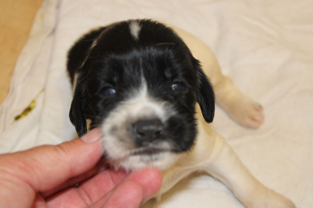 Des Plaines Panielloises - Chiots disponibles - English Springer Spaniel