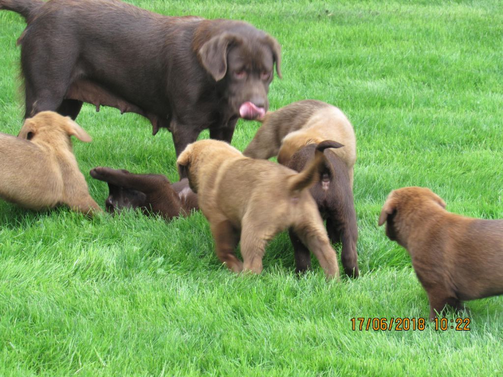 Chiot Labrador Retriever Des Plaines Panielloises