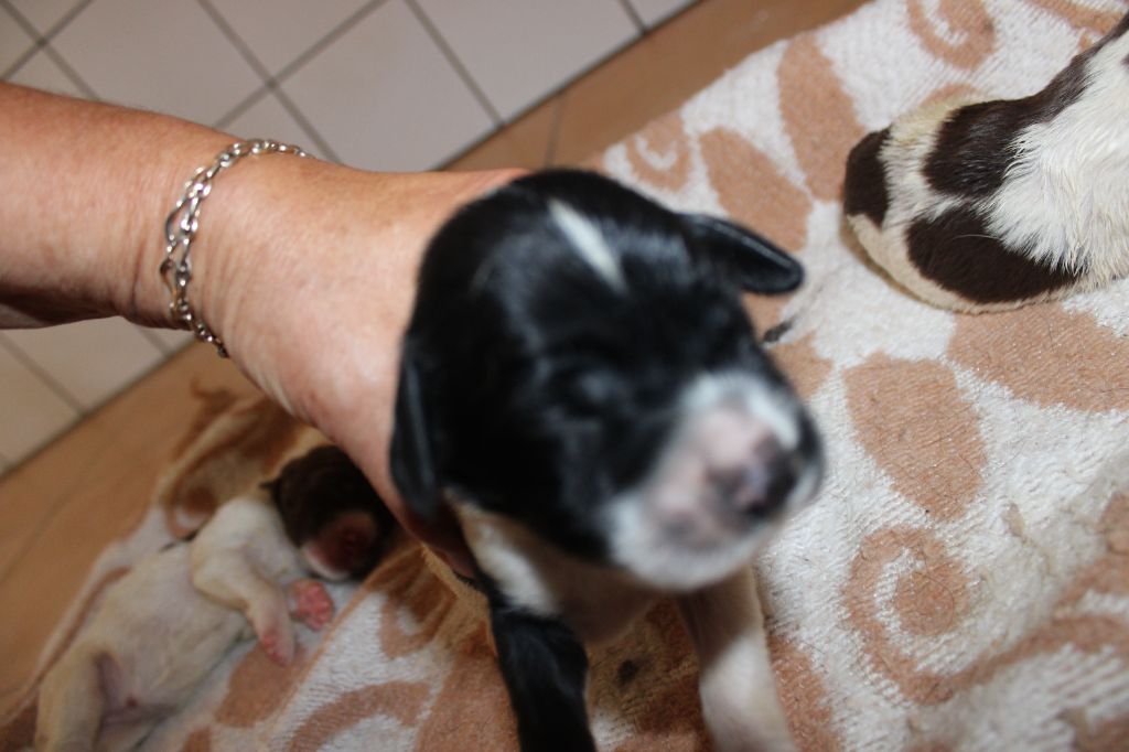 Des Plaines Panielloises - Chiots disponibles - English Springer Spaniel
