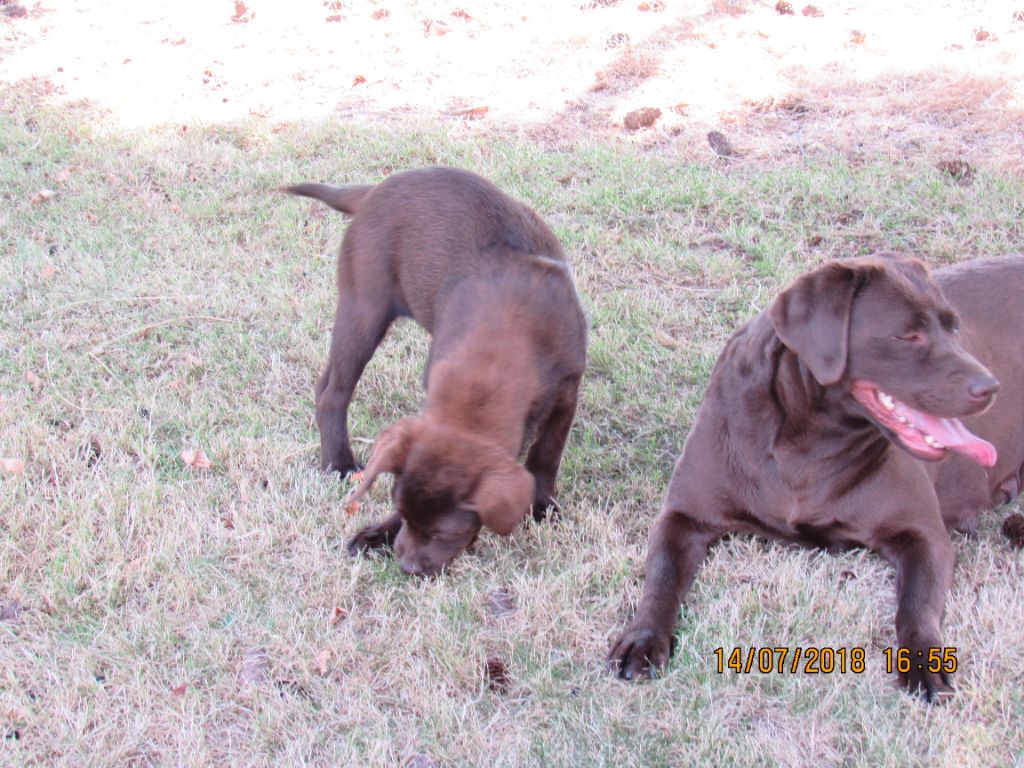 Des Plaines Panielloises - Chiots disponibles - Labrador Retriever