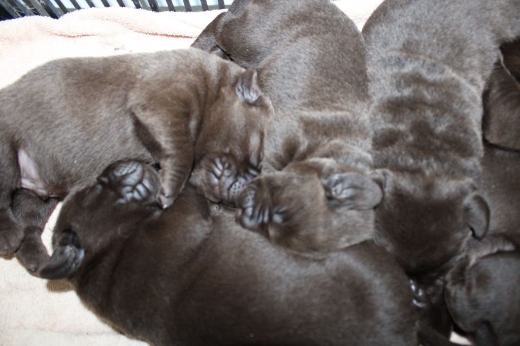 Des Plaines Panielloises - Labrador Retriever - Portée née le 02/04/2025