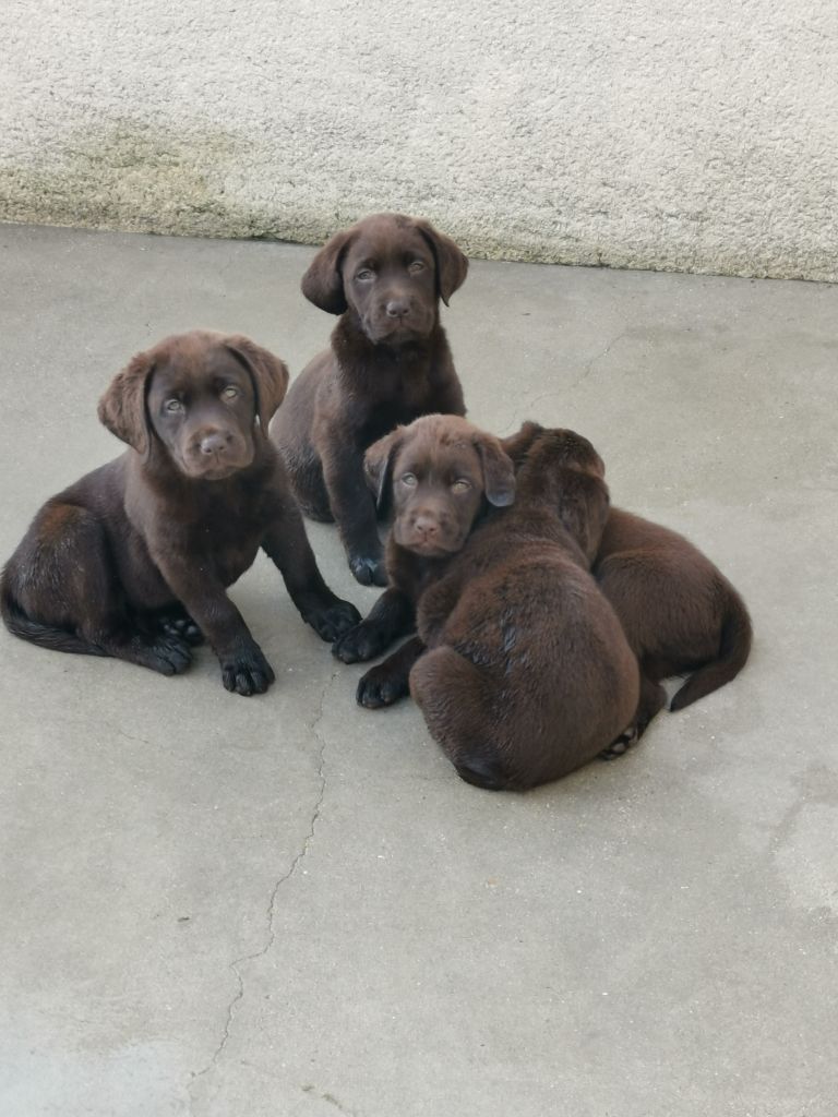 Des Plaines Panielloises - Chiots disponibles - Labrador Retriever