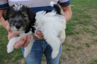 Chiot N°2