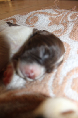 CHIOT 4
