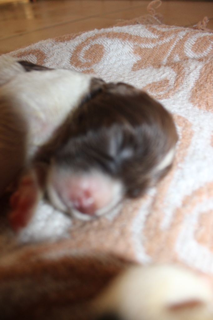 Des Plaines Panielloises - Chiots disponibles - English Springer Spaniel