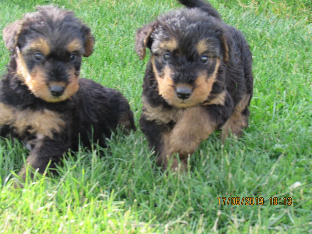 Des Plaines Panielloises - Airedale Terrier - Portée née le 08/05/2019