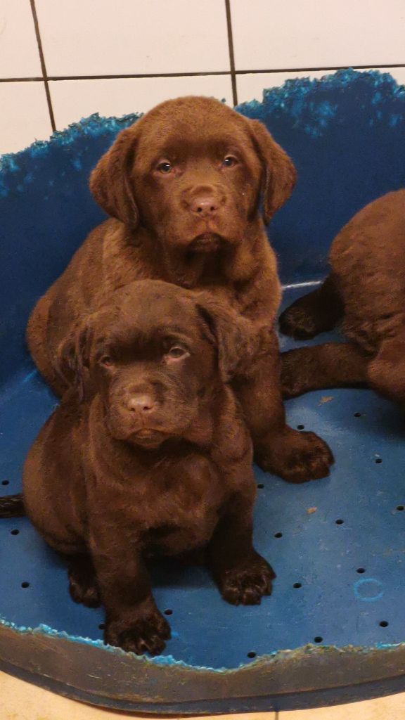 Chiot Labrador Retriever Des Plaines Panielloises