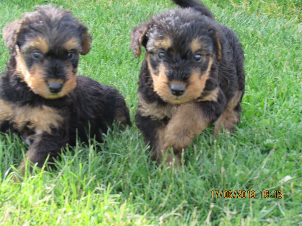 Des Plaines Panielloises - Airedale Terrier - Portée née le 08/05/2019