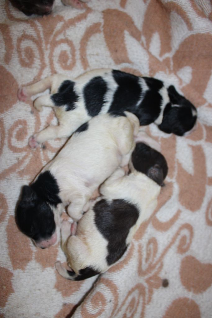 Des Plaines Panielloises - Chiots disponibles - English Springer Spaniel